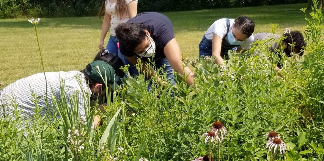 UIC Interns searching for Monarch butterfly larvae