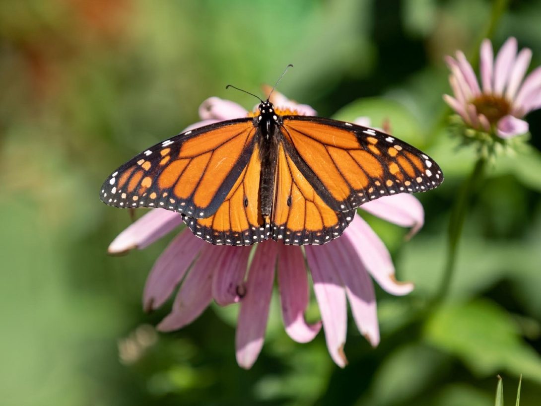 Monarch butterfly outside LCC